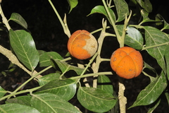 Dysoxylum binectariferum